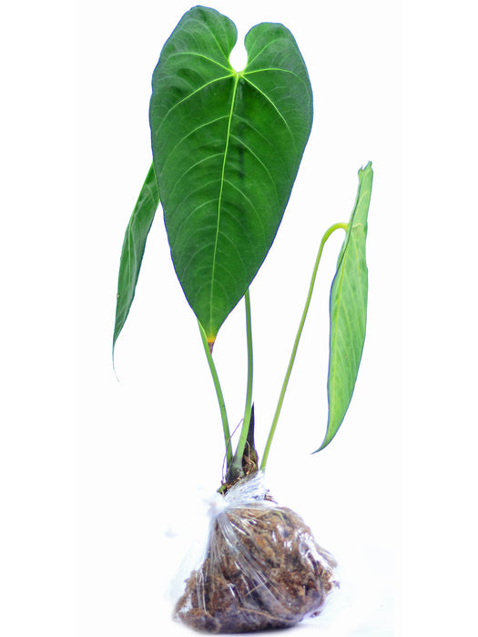 Anthurium marmoratum 2