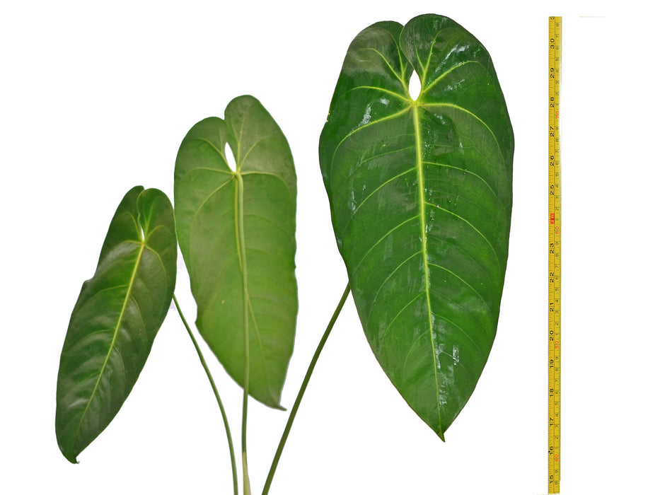 Anthurium marmoratum cf