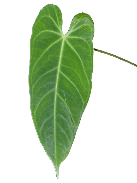 Anthurium marmoratum