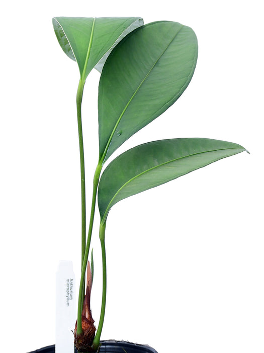 Anthurium microphyllum