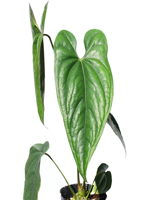 Anthurium nigrolaminum