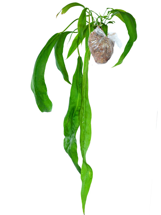 Anthurium pendens