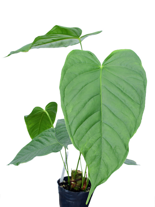 Anthurium propinquum