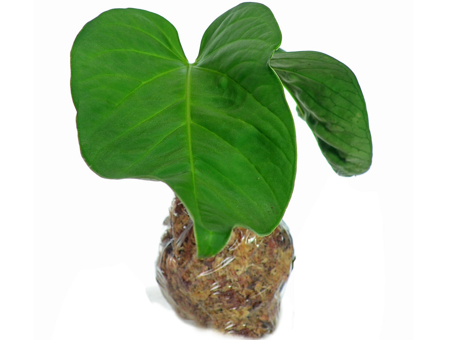 Anthurium pulcachense