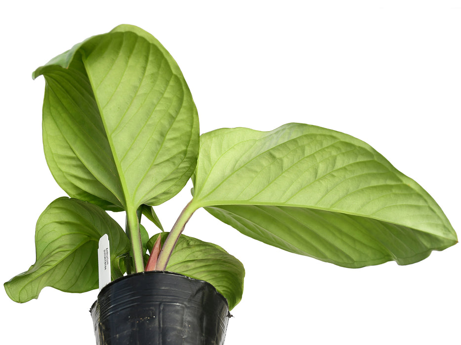 Anthurium pulcachense