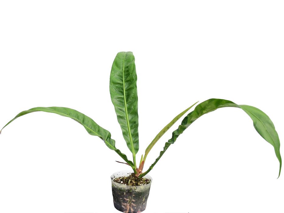 Anthurium reflexinervium aff