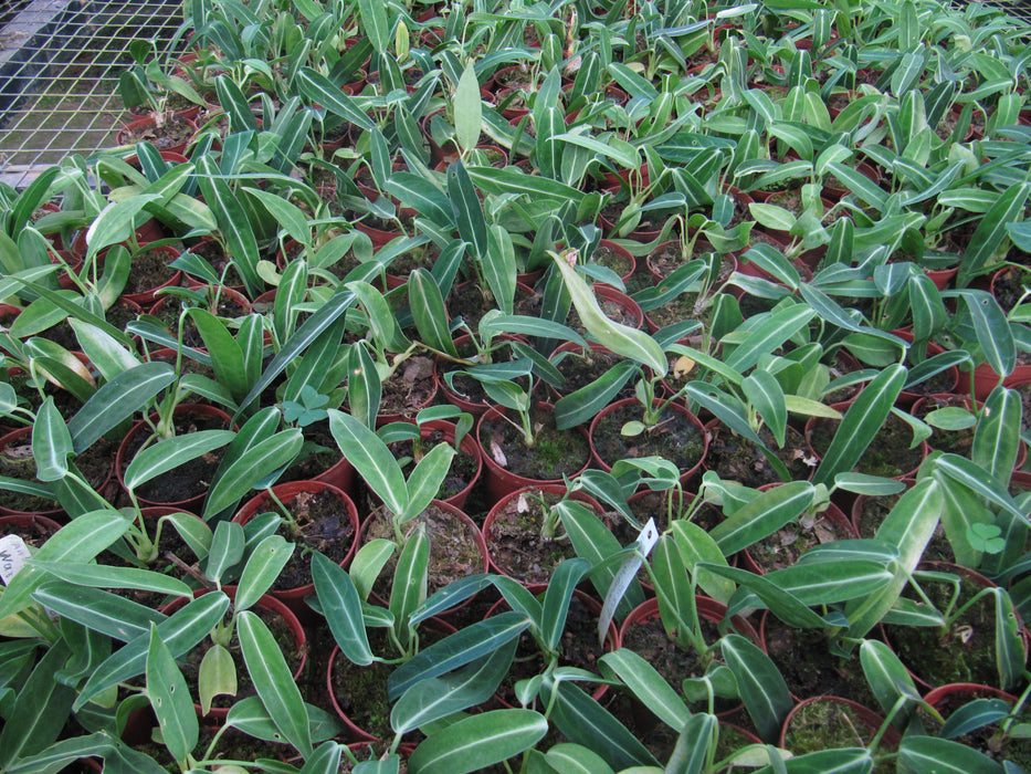 Anthurium warocqueanum