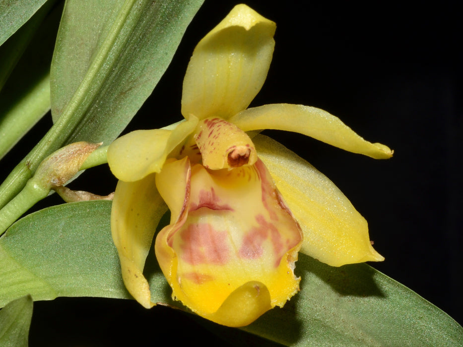 Benzingia cornuta