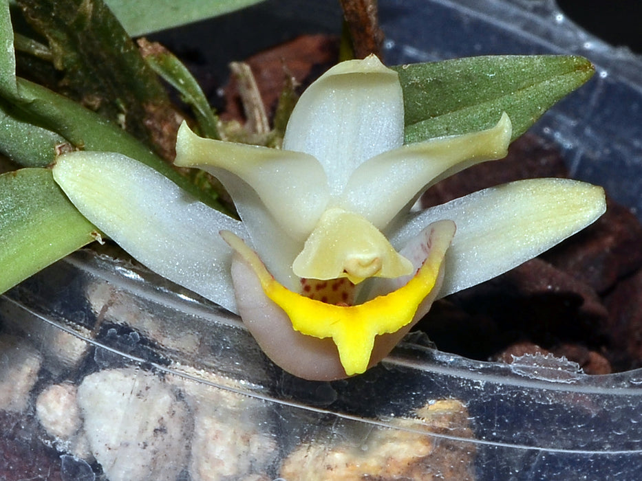 Benzingia palorae