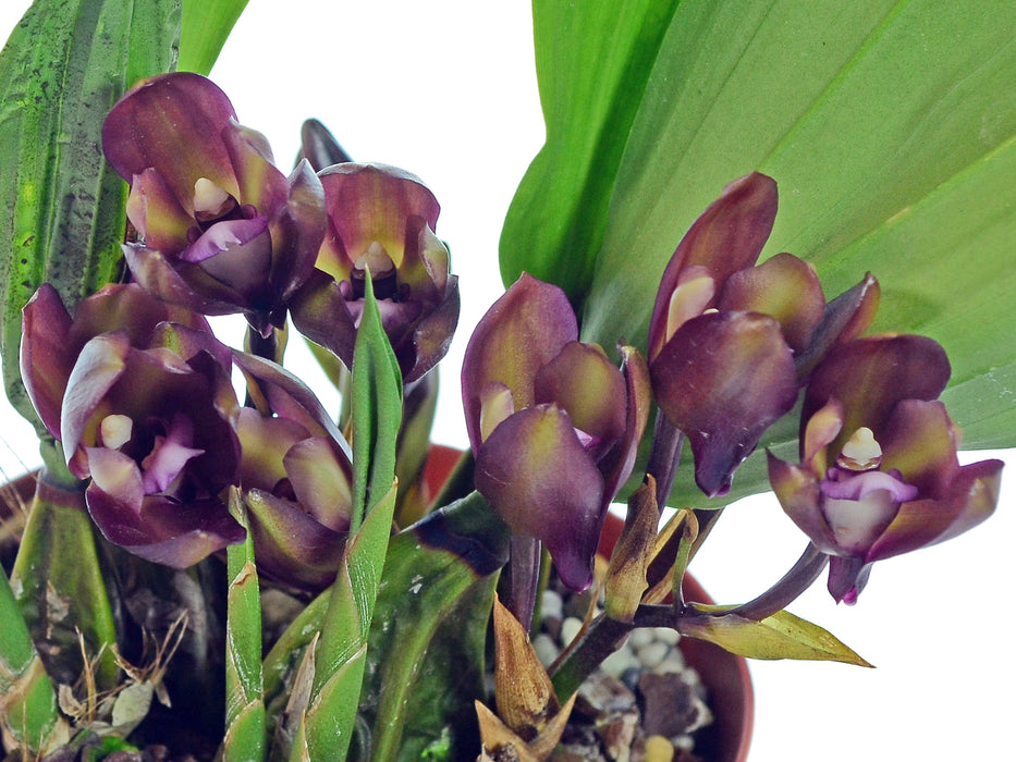 Bifrenaria atropurpurea