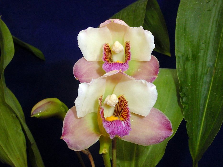 Bifrenaria harrisoniae