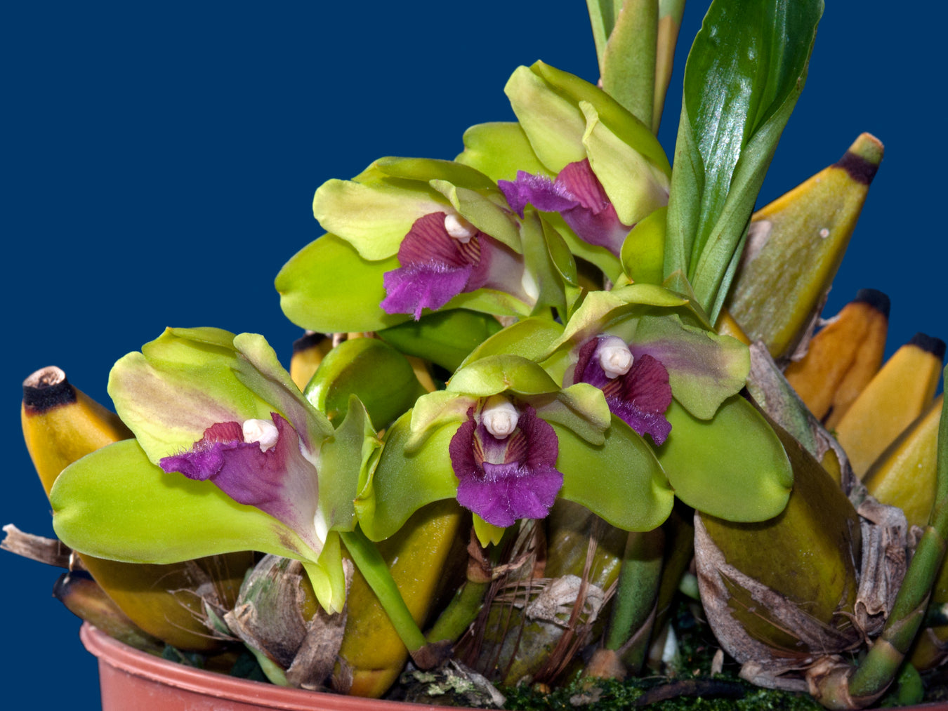 Bifrenaria