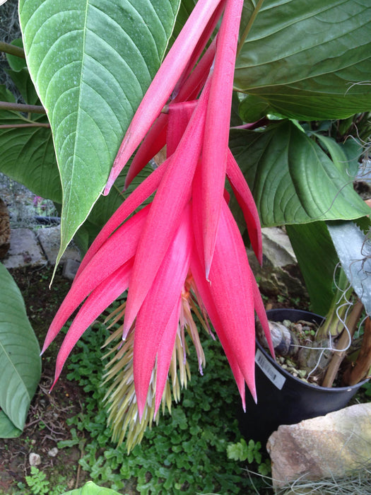 Billbergia rosea