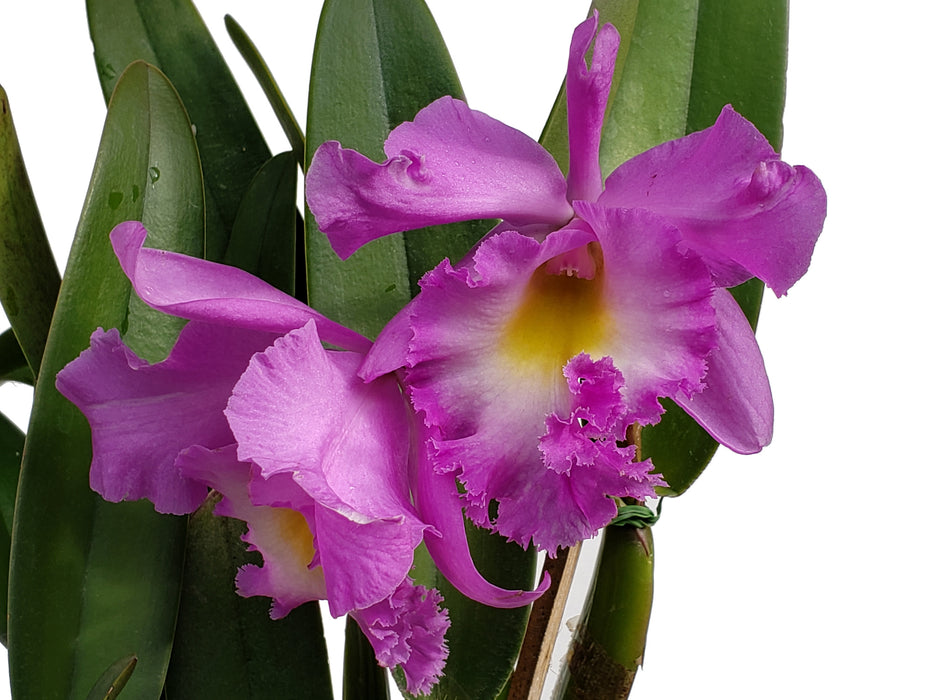 Rhyncholaeliocattleya Memoria Pipa Garcia Recinos