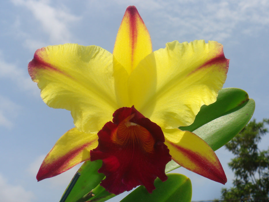 Rhyncholaeliocattleya Dora Louise Capen