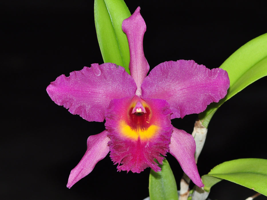 Rhyncholaeliocattleya Lemon Pink