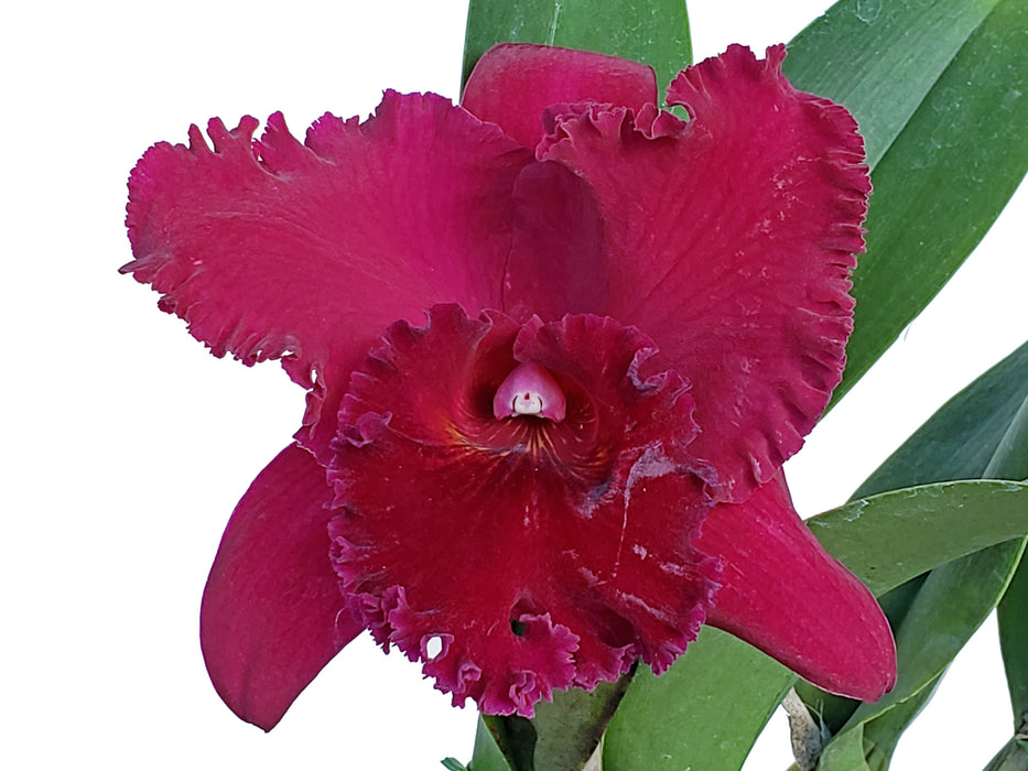 Rhyncholaeliocattleya Ilha Santa Maria