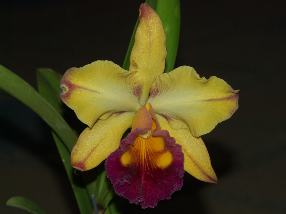 Rhyncholaeliocattleya Tainan Gold 'Orchis'