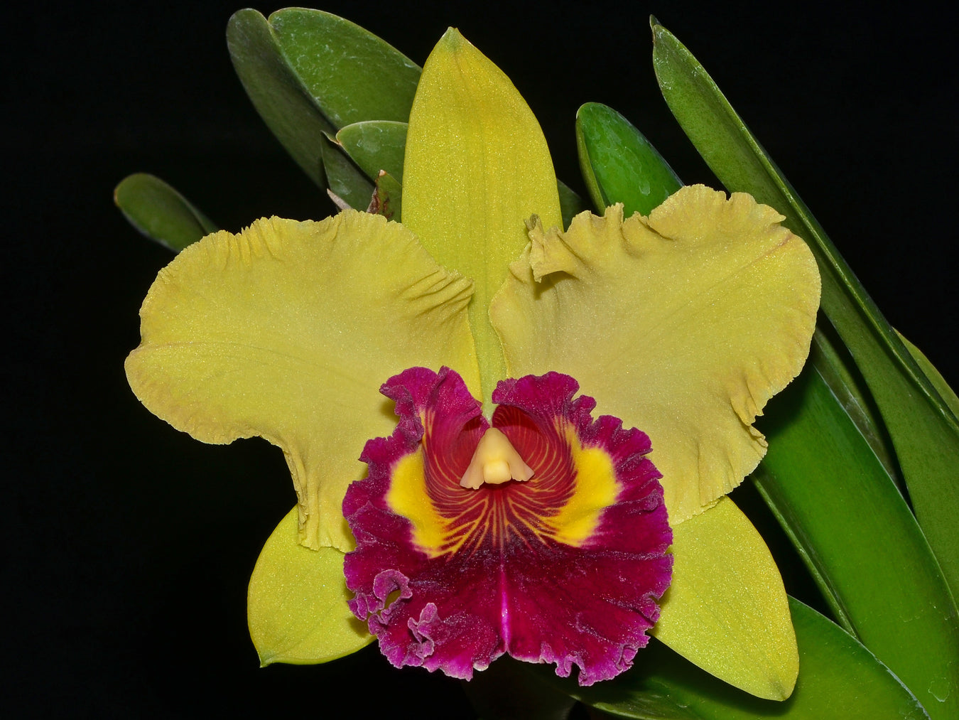 Rhyncholaeliocattleya