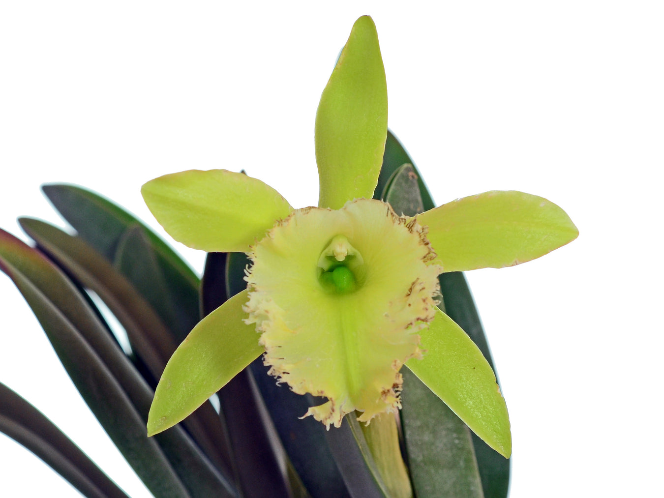 Rhyncholaelia hybrid