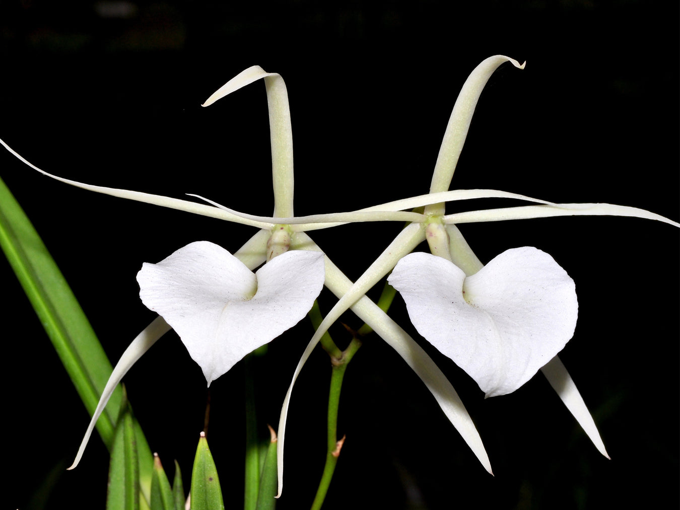 Brassavola