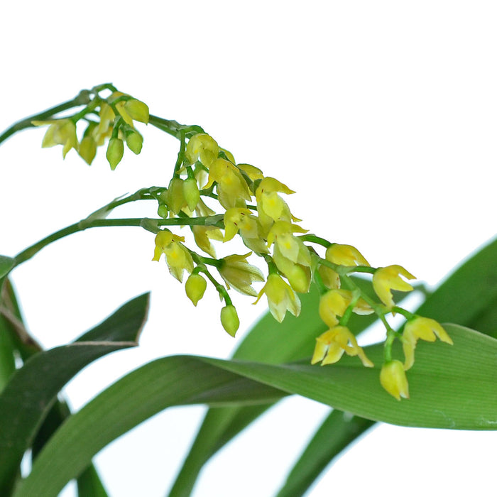 Brassia incantans