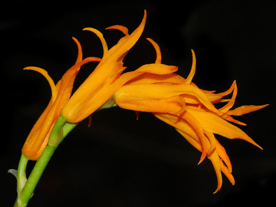 Brassia aurantiaca 'Ecuagenera'