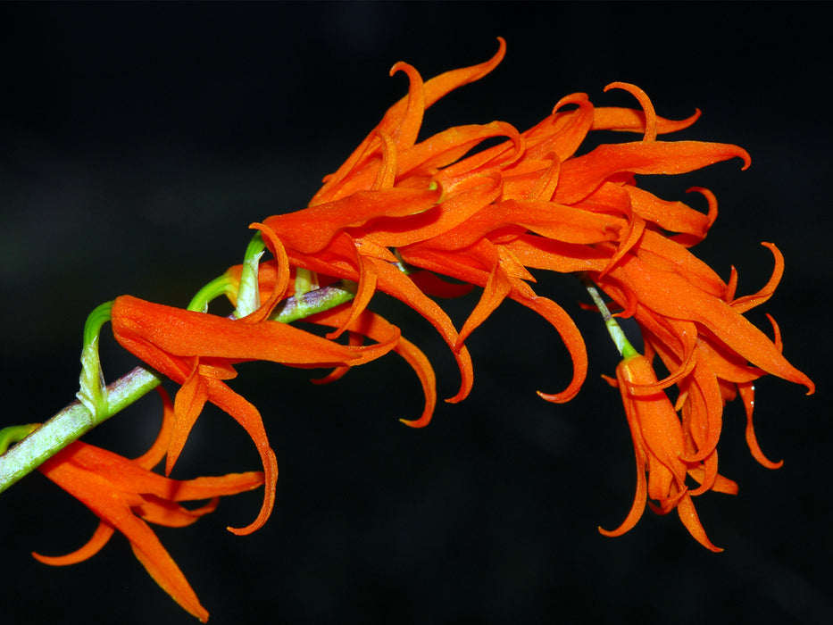 Brassia aurantiaca big 'Gigi'