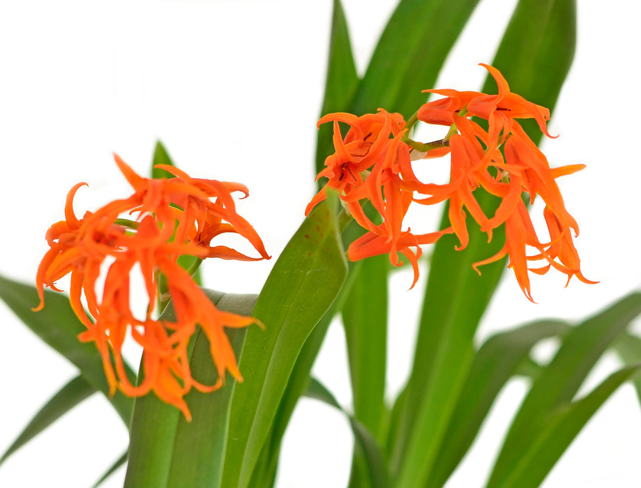 Brassia aurantiaca