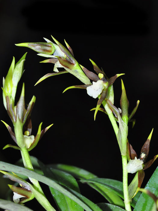 Brassia brachypus