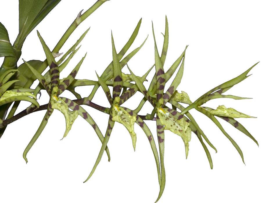 Brassia wageneri