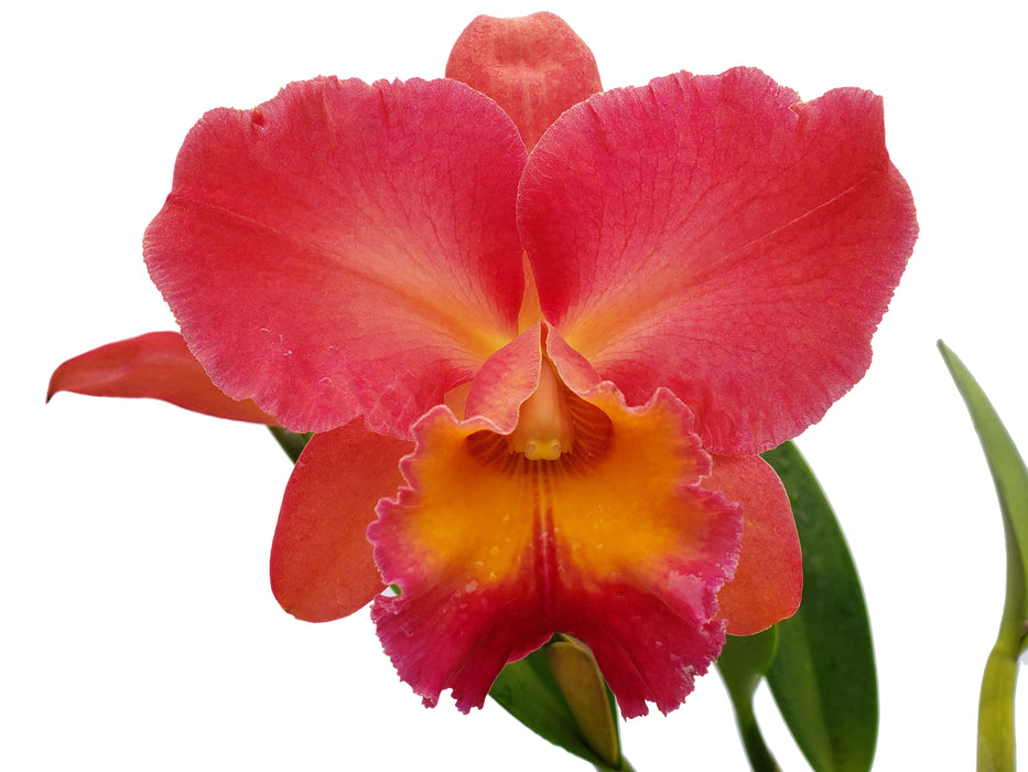 Rhyncholaeliocattleya Goldenzelle Orange Pun Pink Acc/aos