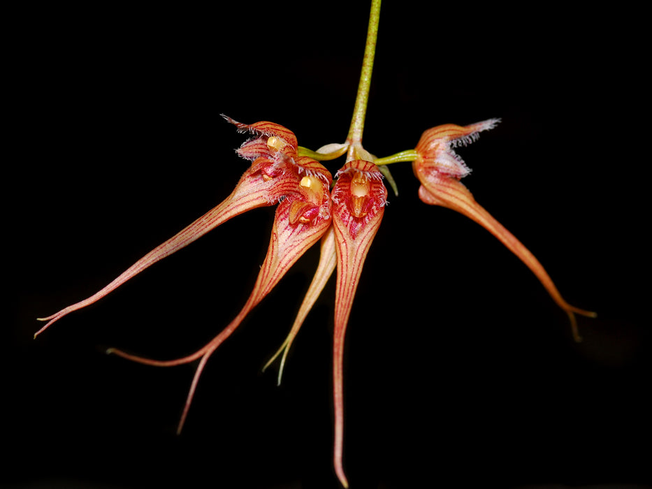 Bulbophyllum sanguineopunctatum