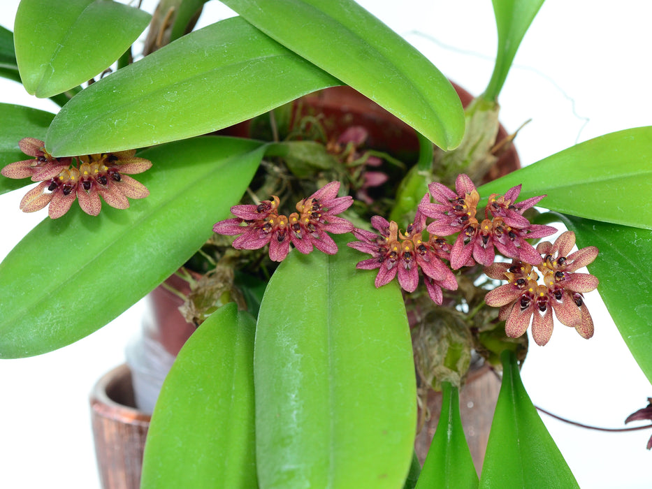 Bulbophyllum abbreviatum