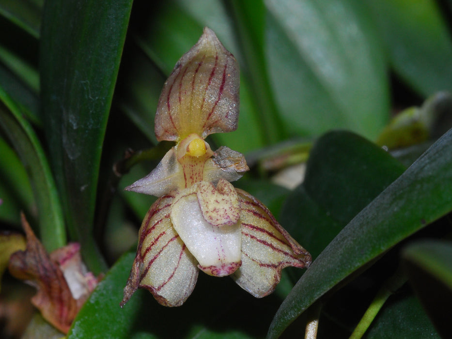 Bulbophyllum ambrosia