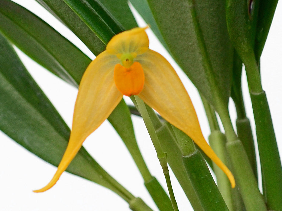 Bulbophyllum ankylochele