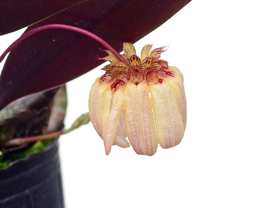 Bulbophyllum auratum f. pink