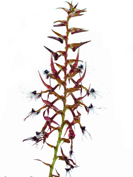 Bulbophyllum barbigerum