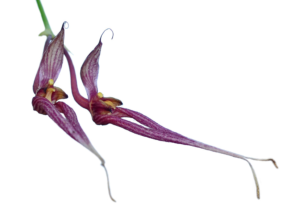 Bulbophyllum biflorum