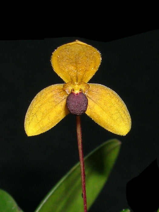 Bulbophyllum calceolus