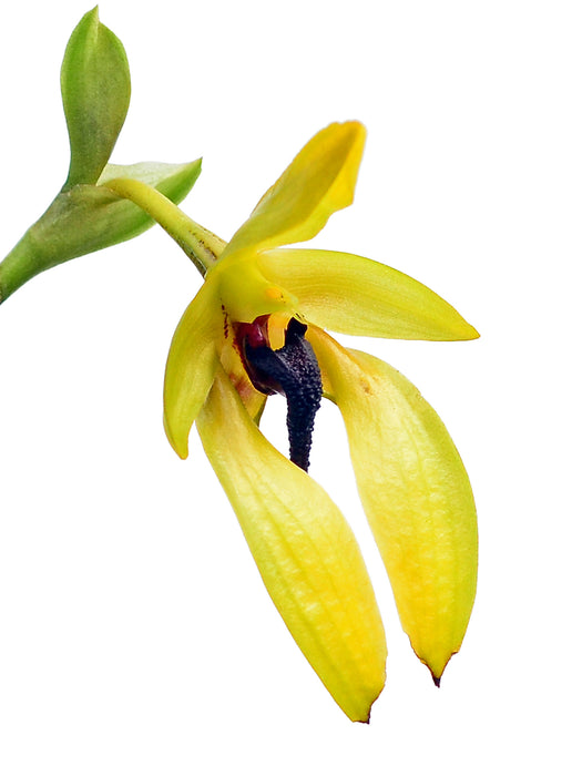 Bulbophyllum carunculatum