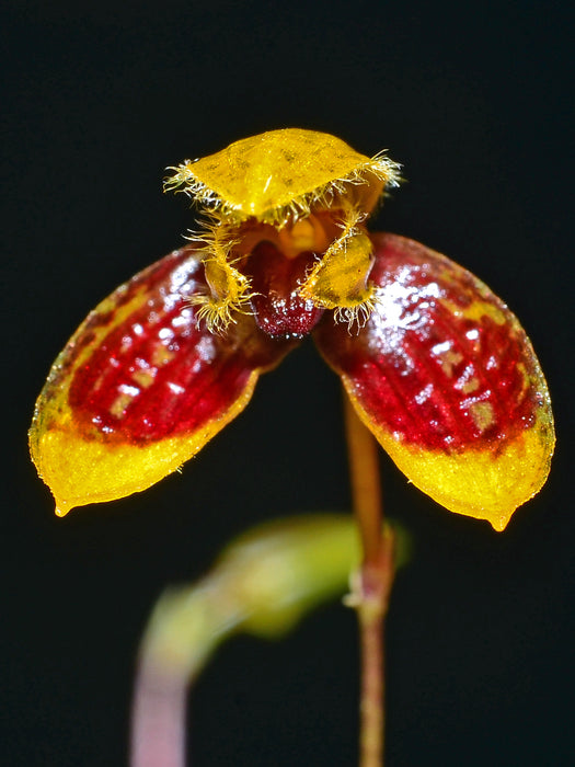 Bulbophyllum catenulatum