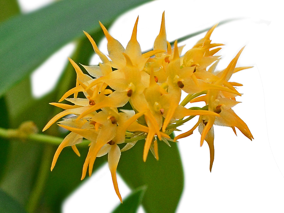 Bulbophyllum cephalophorum