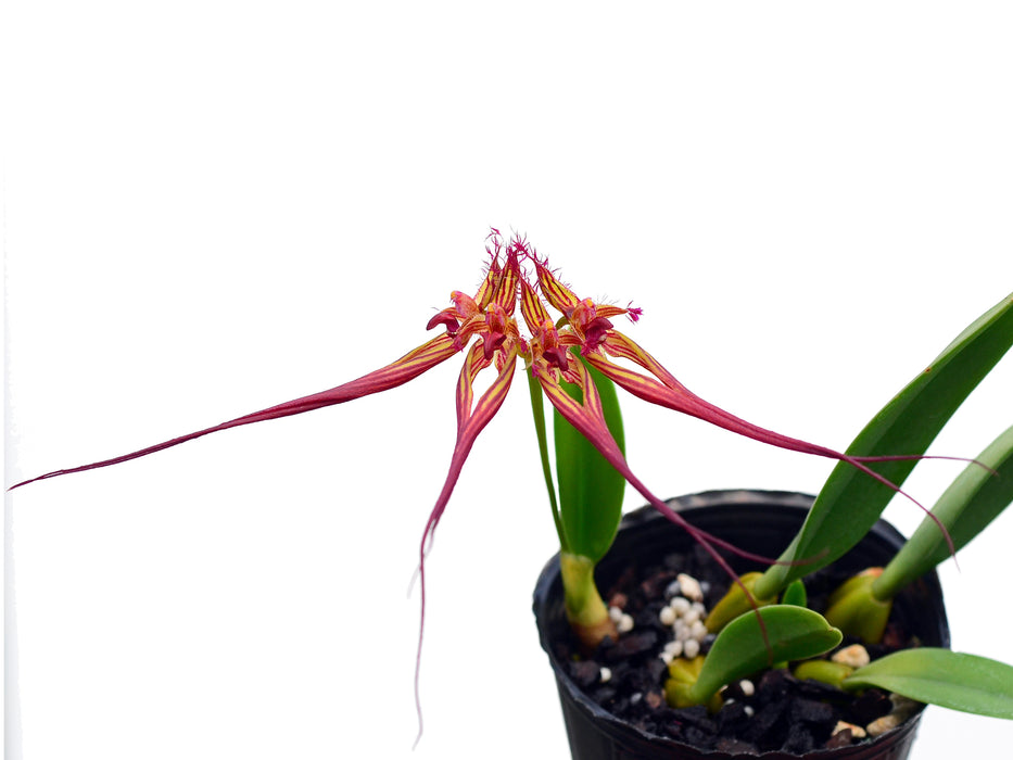 Bulbophyllum collettii