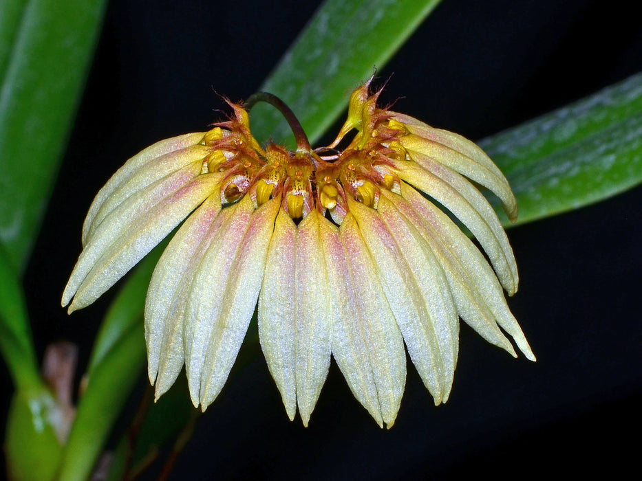 Bulbophyllum cumingii var. flavences