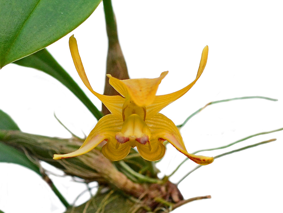 Bulbophyllum dearei 003051 x self