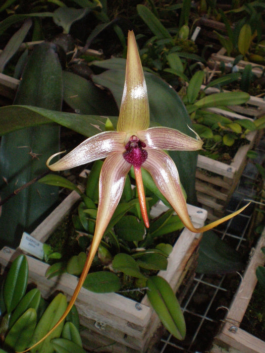 Bulbophyllum echinolabium