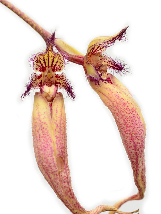 Bulbophyllum fascinator var. hampaliana