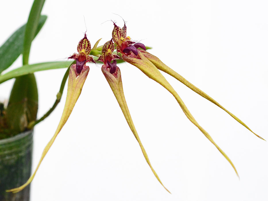 Bulbophyllum fascinator