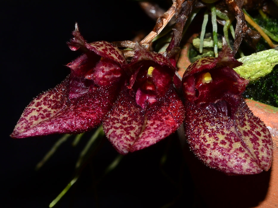 Bulbophyllum frostii